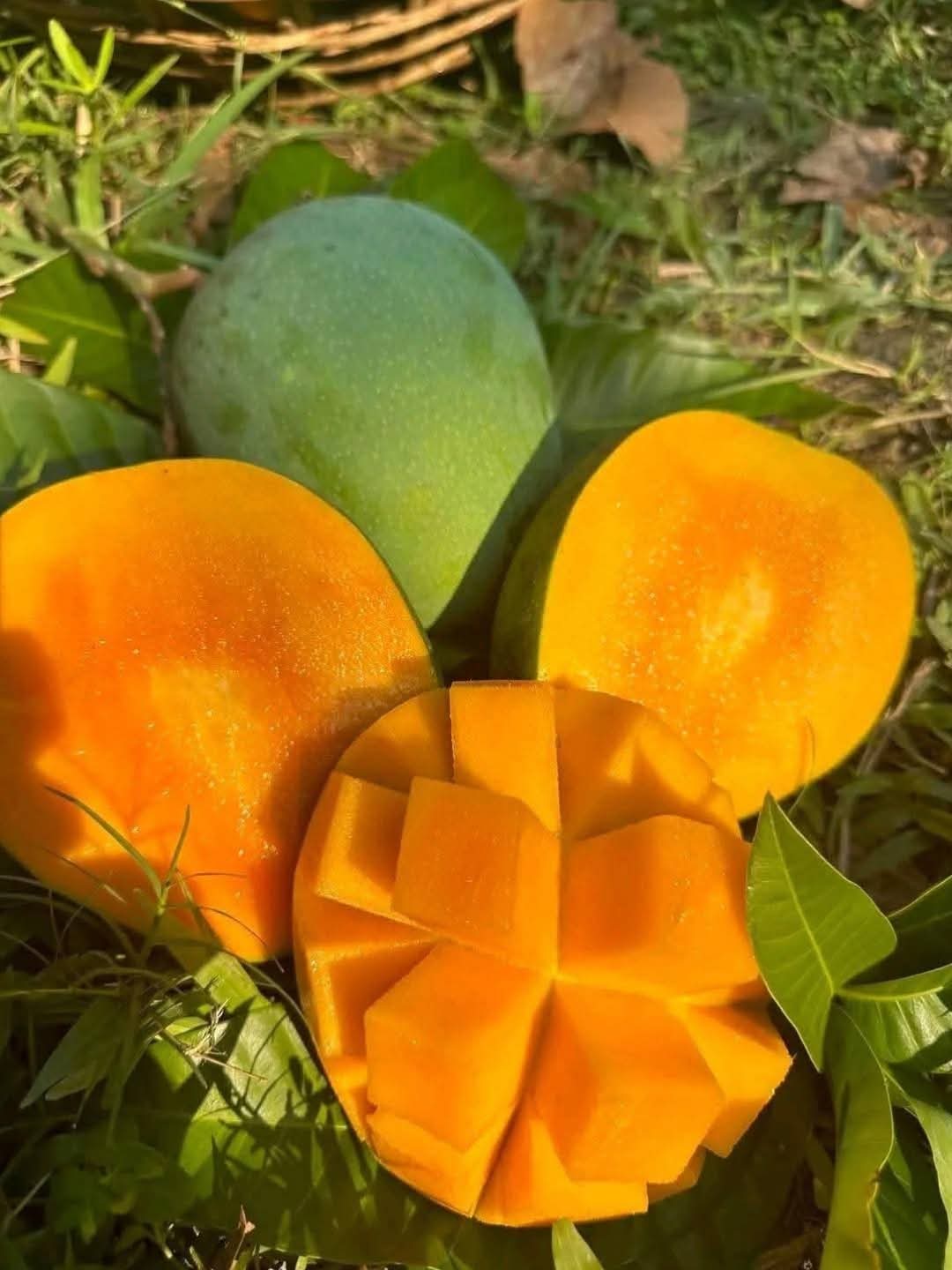 ১০ কেজি ফ্রেস হিম সাগর বাছাইকৃত আম ১০ কেজি/10 kg
